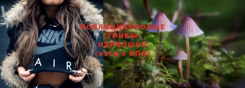 OMG как зайти  Нолинск  Галлюциногенные грибы Magic Shrooms 